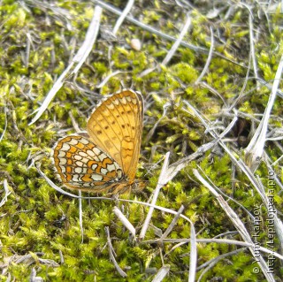 Melitaea arcesia