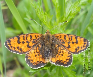 Melitaea latonigena