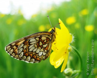 Melitaea ambigua