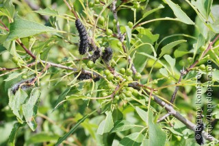 Saturnia spini