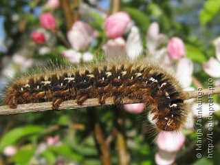 Lasiocampa quercus