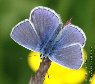 Polyommatus icarus