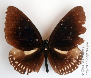 Самец  Euploea midamus