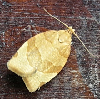 Pandemis cerasana