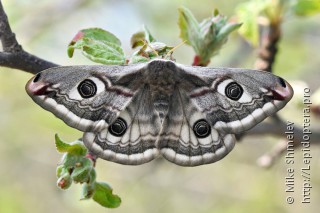 Saturnia pavonia