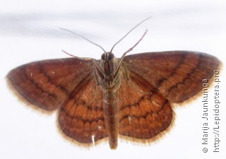 Scopula rubiginata