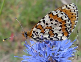 Melitaea didyma