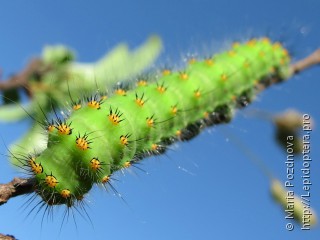 Saturnia pavonia