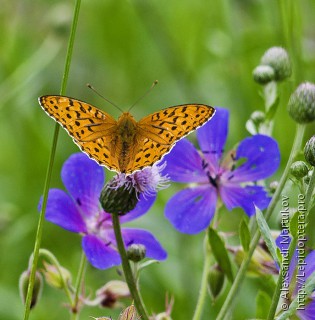 Argynnis adippe