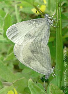 Самец и самка  (Leptidea sinapis)