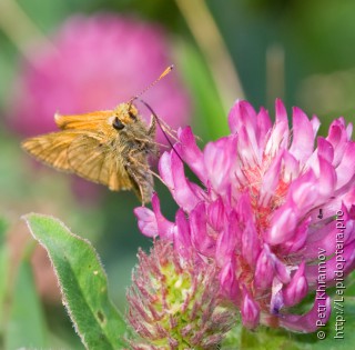 Ochlodes sylvanus