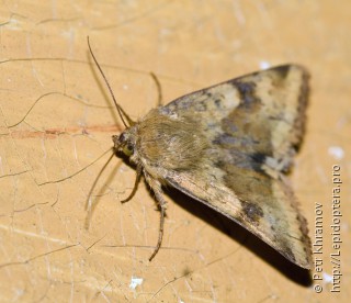 Heliothis viriplaca