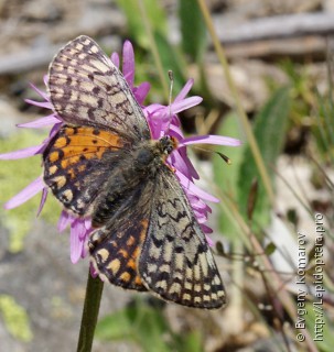 Самка  (Melitaea interrupta)