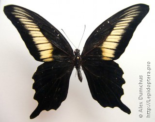 Papilio oenomaus