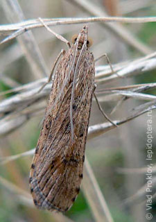 Nomophila noctuella