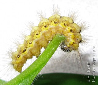 Личинка  Acronicta euphorbiae