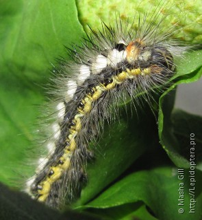 Acronicta euphorbiae