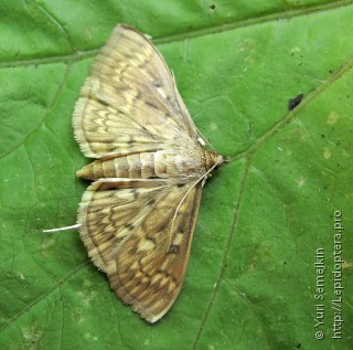 Herpetogramma moderatalis