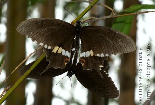 Papilio polytes