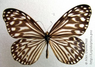 Lepidoptera