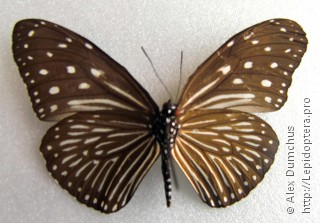 Самка  Euploea mulciber