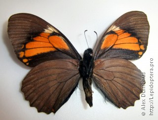 Имаго  Papilio euterpinus