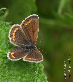 Самка  (Plebejus argus)