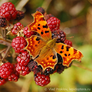 Polygonia c-album