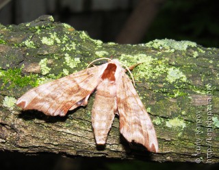 Smerinthus caecus