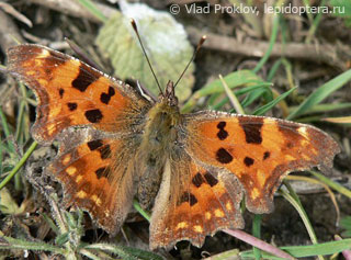 Polygonia c-album