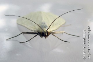 Sitochroa palealis