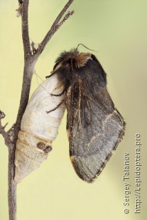 Poecilocampa populi