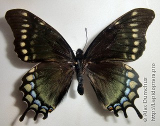 Papilio warscewiczii