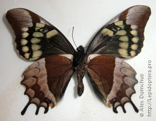 Имаго  Papilio warscewiczii