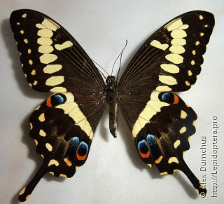Имаго  Papilio ophidicephalus