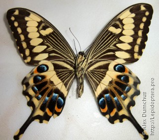 Papilio ophidicephalus