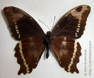 Имаго  Papilio chrapkowskii
