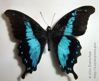 Имаго  Papilio charopus