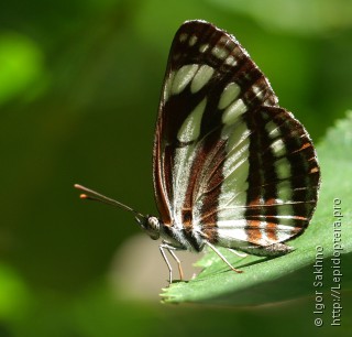 Имаго  (Neptis sappho)