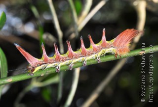 Lepidoptera