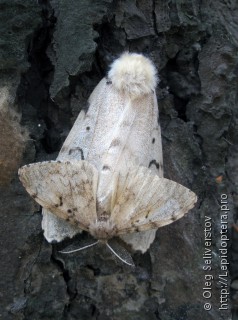 Самец и самка  (Lymantria dispar)