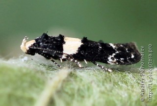 Recurvaria leucatella