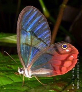 Cithaerias pireta