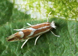 Имаго  Phyllonorycter cerasicolella