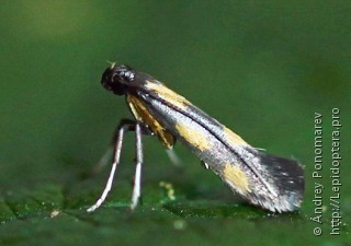 Euspilapteryx auroguttella