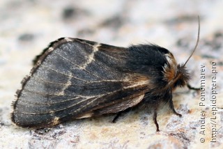 Самка  (Poecilocampa populi)