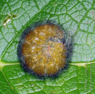 Acronicta leporina