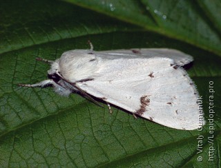 Acronicta leporina