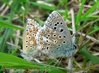 Polyommatus bellargus