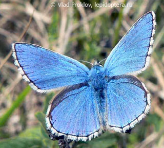 Polyommatus bellargus